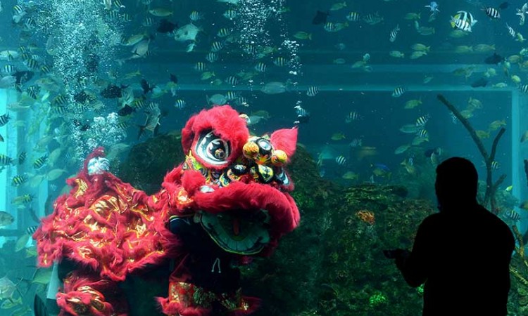 Meriahkan Tahun Baru Imlek, Penyelam Tampilkan Atraksi Barongsai di Akuarium Koral Restaurant Bali