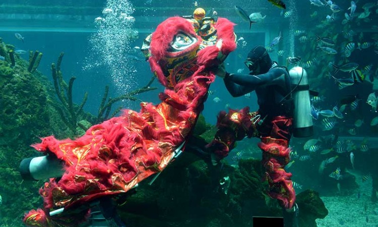 Meriahkan Tahun Baru Imlek, Penyelam Tampilkan Atraksi Barongsai di Akuarium Koral Restaurant Bali