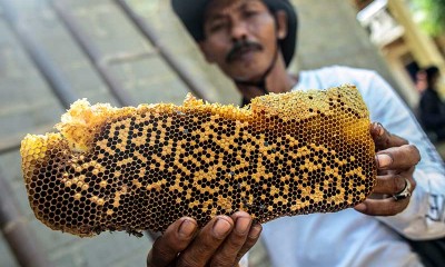 Peternak Lebah Madu (Apis cerana) Rumahan di Banten