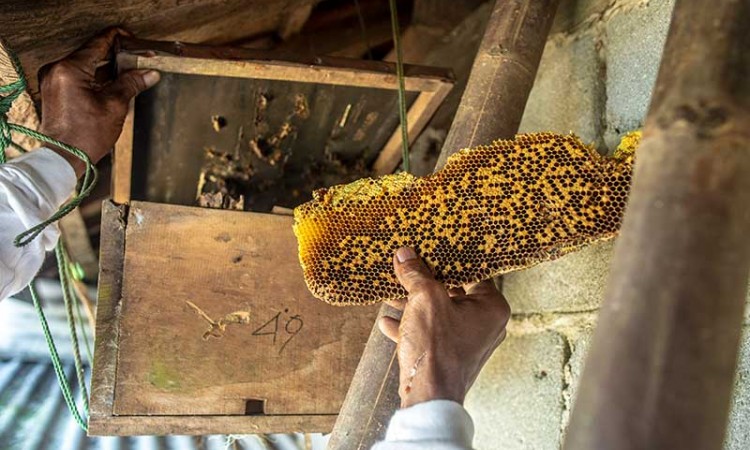 Peternak Lebah Madu (Apis cerana) Rumahan di Banten