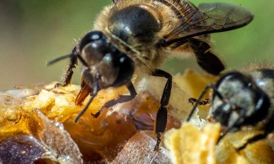 Peternak Lebah Madu (Apis cerana) Rumahan di Banten