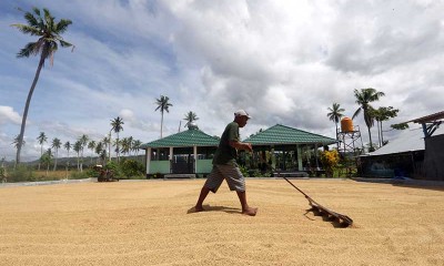 Kelompok Tani Lamuta III di Gorontalo Jadi Percontohan Pengembangan Padi Organik
