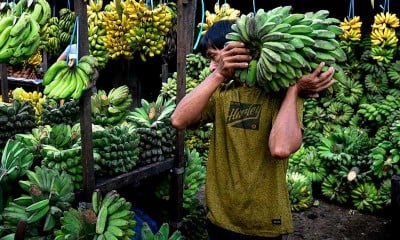 Kementan Siap Kembangkan 71 Kawasan Hortikultura Buah Pisang Untuk Tujuan Ekspos