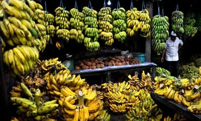 Kementan Siap Kembangkan 71 Kawasan Hortikultura Buah Pisang Untuk Tujuan Ekspos