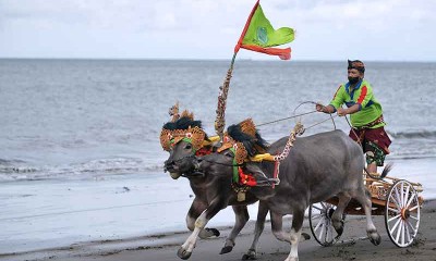 Tradisi Balap Kerbau Makepung Kembali Digelar di Bali