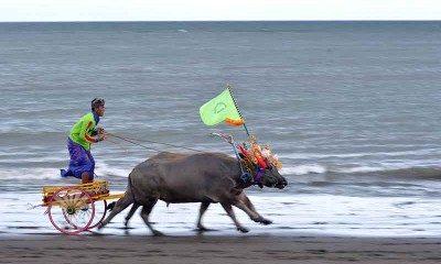 Tradisi Balap Kerbau Makepung Kembali Digelar di Bali