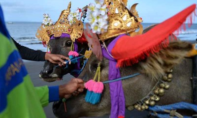 Tradisi Balap Kerbau Makepung Kembali Digelar di Bali