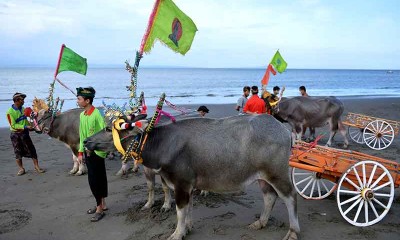 Tradisi Balap Kerbau Makepung Kembali Digelar di Bali