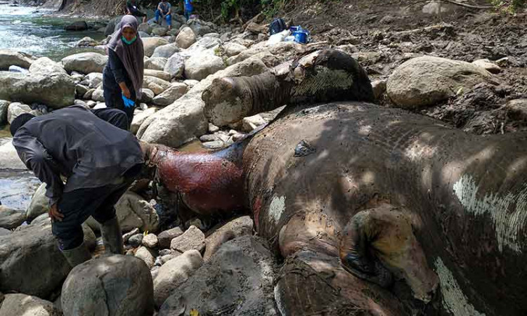 Gajah Sumatra Berusia 12 Tahun Ditemukan Mati di Kawasan Hutan Produksi Pucuk Krueng Pase Aceh