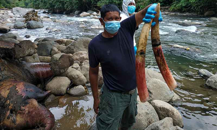 Gajah Sumatra Berusia 12 Tahun Ditemukan Mati di Kawasan Hutan Produksi Pucuk Krueng Pase Aceh
