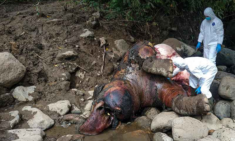 Gajah Sumatra Berusia 12 Tahun Ditemukan Mati di Kawasan Hutan Produksi Pucuk Krueng Pase Aceh