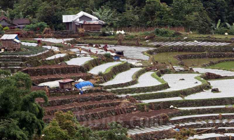 Alih Fungsi Lahan Dari Sawah ke Nonsawah Mencapai 150.000 Hektare Per Tahun