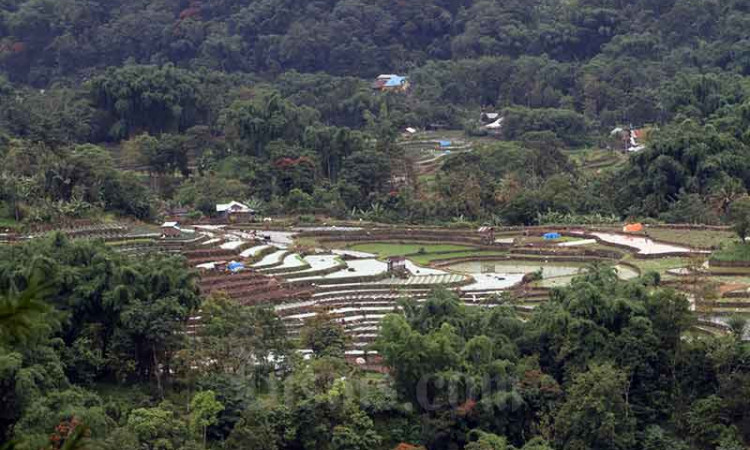 Alih Fungsi Lahan Dari Sawah ke Nonsawah Mencapai 150.000 Hektare Per Tahun