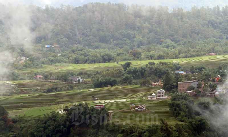 Alih Fungsi Lahan Dari Sawah ke Nonsawah Mencapai 150.000 Hektare Per Tahun