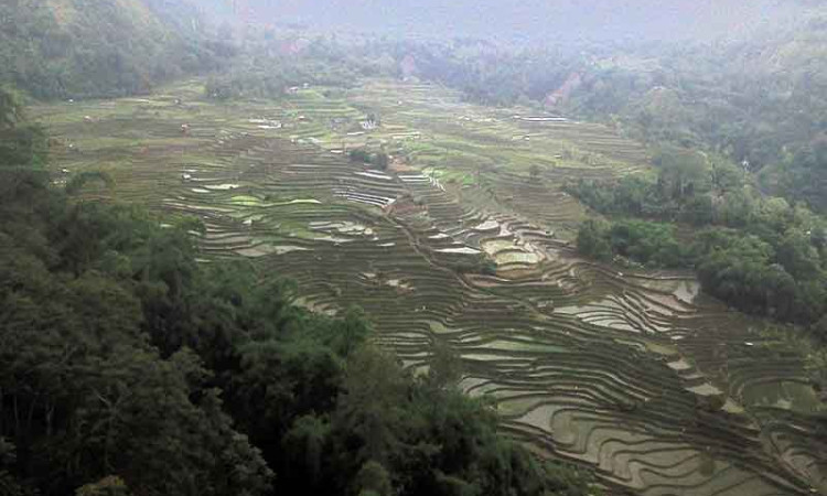 Alih Fungsi Lahan Dari Sawah ke Nonsawah Mencapai 150.000 Hektare Per Tahun