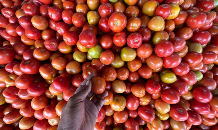 Stok Melimpah, Harga Tomat di Sulawesi Anjlok