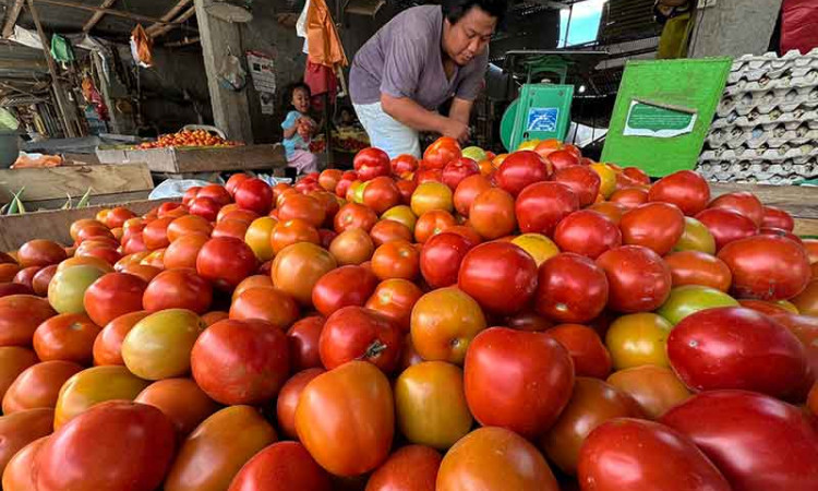 Stok Melimpah, Harga Tomat di Sulawesi Anjlok