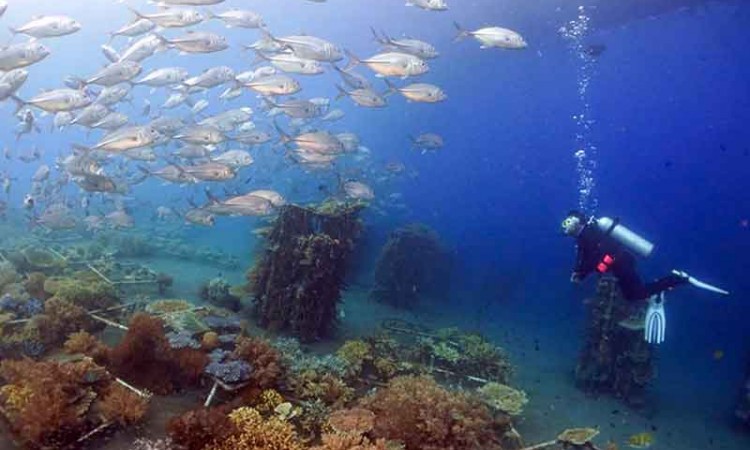 Keindahan Alam Bawah Laut di Pantai Bangsring Banyuwangi 