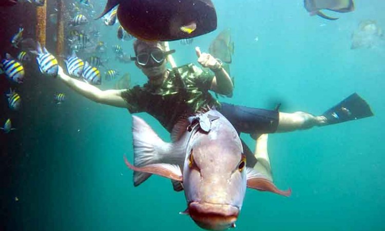 Keindahan Alam Bawah Laut di Pantai Bangsring Banyuwangi 
