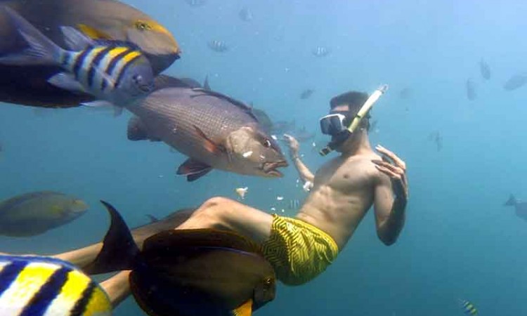 Keindahan Alam Bawah Laut di Pantai Bangsring Banyuwangi 