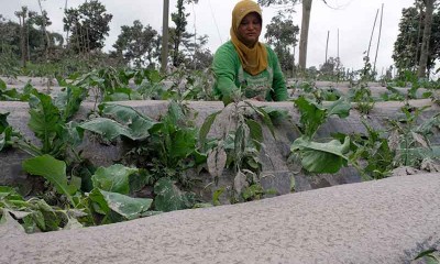 Hujan Abu Vulkanik Gunung Merapi Mengarah ke Magelang