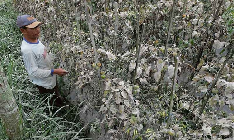 Hujan Abu Vulkanik Gunung Merapi Mengarah ke Magelang