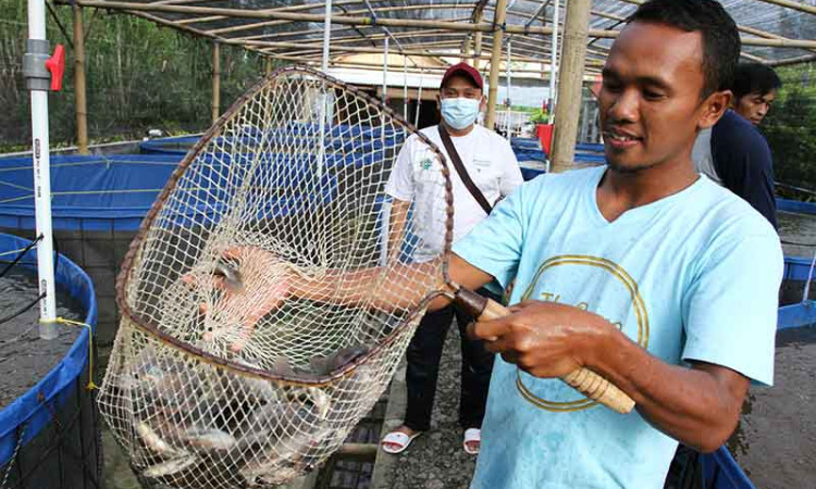 Yayasan KEHATI Kembangkan Budi Daya Ikan Nila Sistem Bioflok