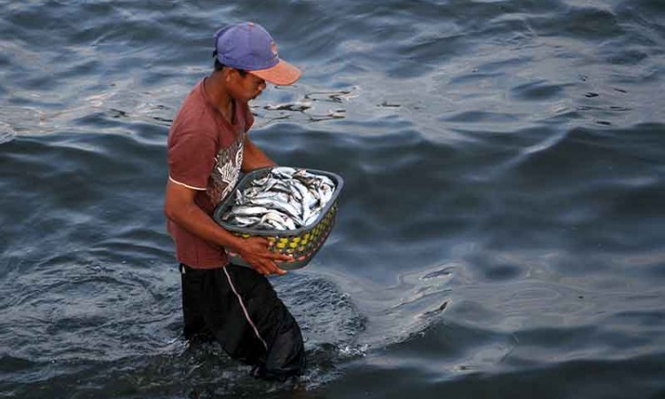 Target Konsumsi Ikan Nasional Pada 2022 Sebanyak 59,33 Kilogram Per Kapita