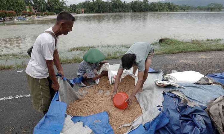 Ratusan Hektare Padi di Banyumas Gagal Panen Akibat Terendam Banjir
