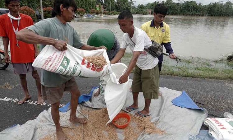 Ratusan Hektare Padi di Banyumas Gagal Panen Akibat Terendam Banjir