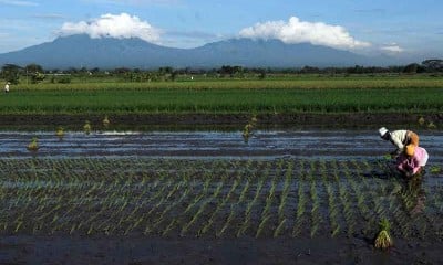 Nilai Tukar Petani Pada Maret 2022 Meningkat 0,42 Persen