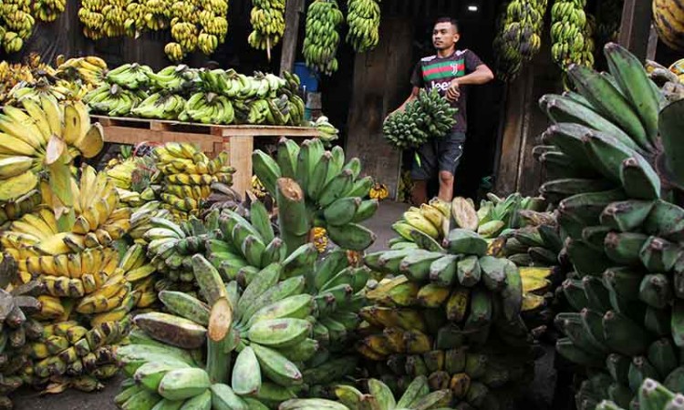 Penjualan Pisang di Makassar Meningkat Dua Kali Lipat Saat Ramadan