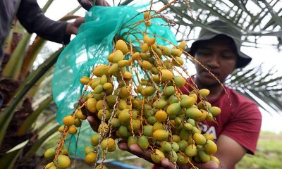 Buah Kurma Muda di Aceh Dijual Rp450 Ribu Per Kilogram