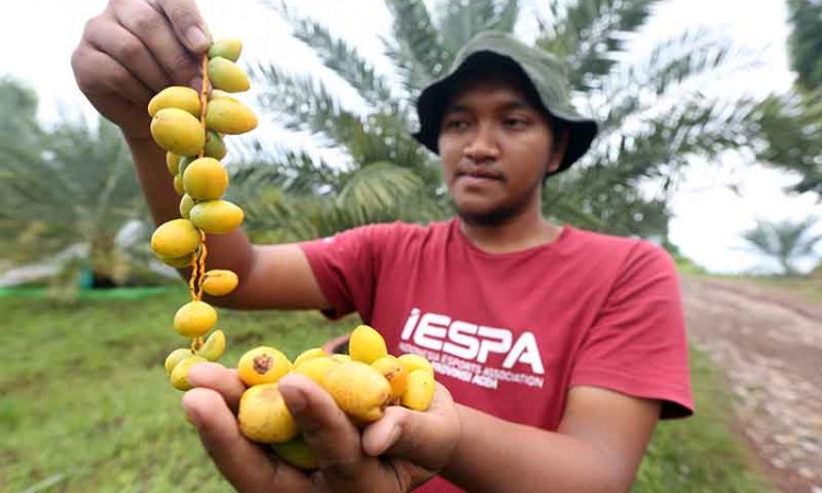 Buah Kurma Muda di Aceh Dijual Rp450 Ribu Per Kilogram