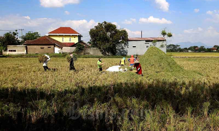 Pemerintah Kota Bandung Berkomitmen Untuk Terus Mengoptimalkan Produksi Pertanian