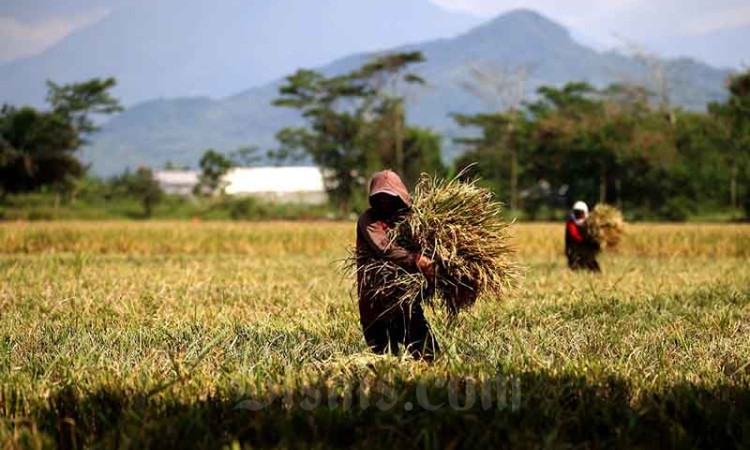 Pemerintah Kota Bandung Berkomitmen Untuk Terus Mengoptimalkan Produksi Pertanian