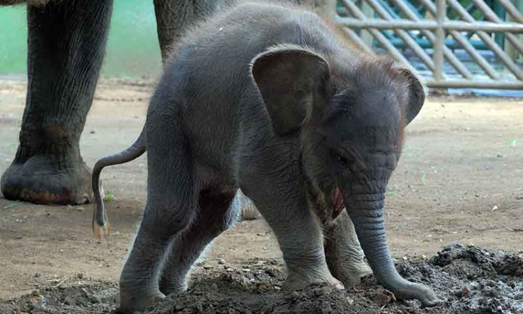 Seekor Anak Gajah Sumatra Lahir di Bali Zoo