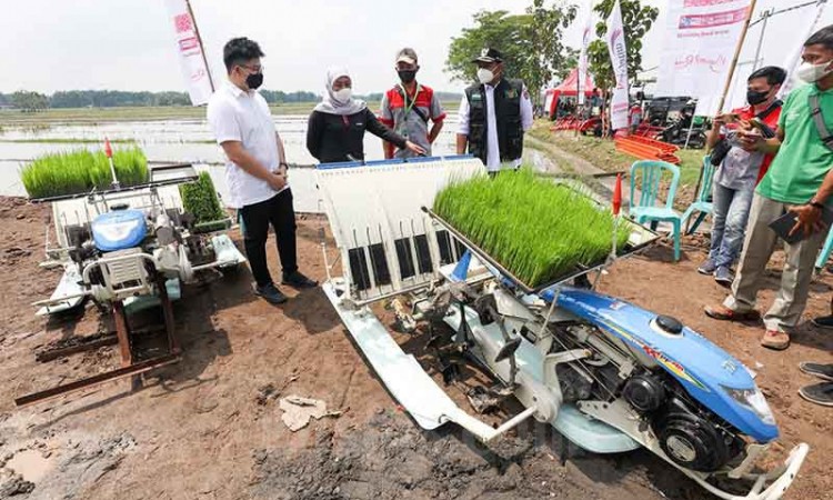 PT Maxxi Tani Teknologi Melakukan Penanaman Padi Menggunakan Maxxi Rice Transplanter