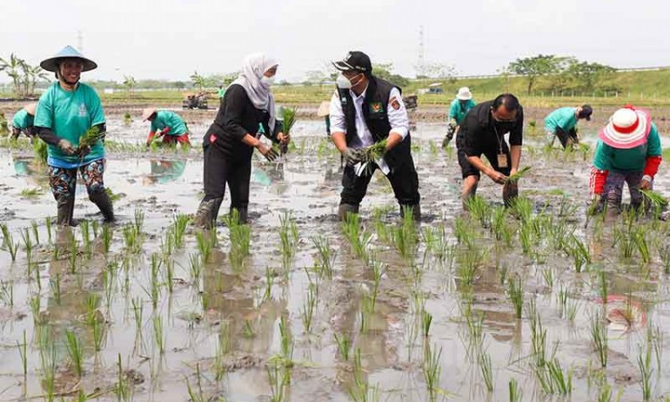 PT Maxxi Tani Teknologi Melakukan Penanaman Padi Menggunakan Maxxi Rice Transplanter