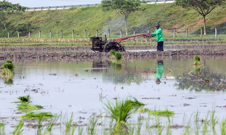PT Maxxi Tani Teknologi Melakukan Penanaman Padi Menggunakan Maxxi Rice Transplanter
