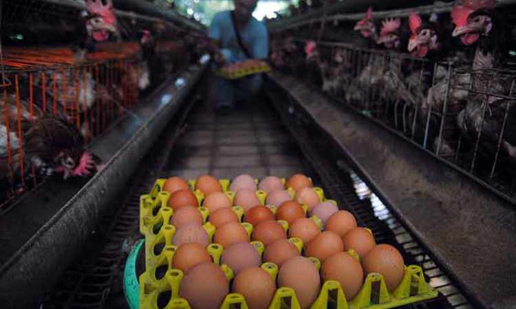 Pertenakan Ayam Petelur Organik di Bogor Jawa Barat
