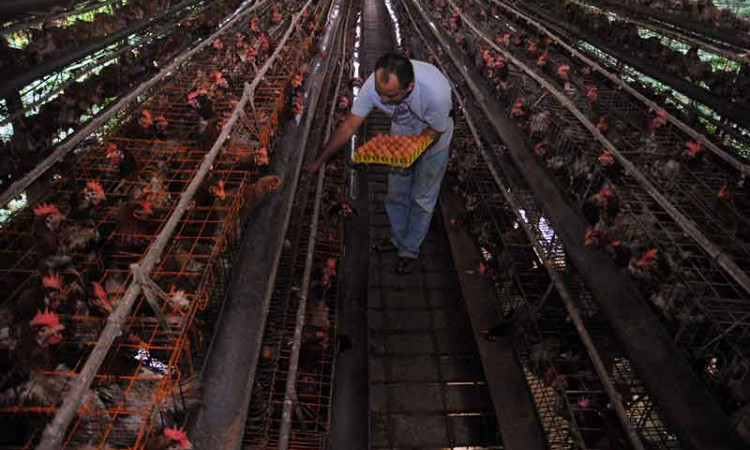 Pertenakan Ayam Petelur Organik di Bogor Jawa Barat