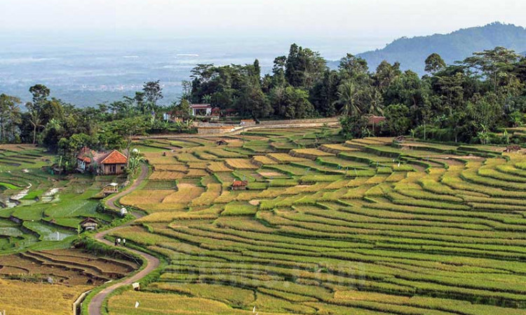 Terasering Ciboer Pass di Majalengka Menjadi Daya Tarik Wisatawan