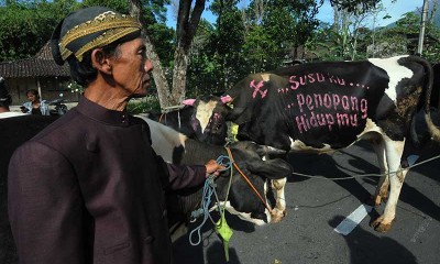 Tradisi Lebaran Sapi di Lereng Gunung Merapi