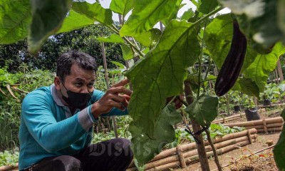 KPKP DKI Jakarta Gelar Kegiatan Go Jak Farm  Berupa Tanaman Produktif