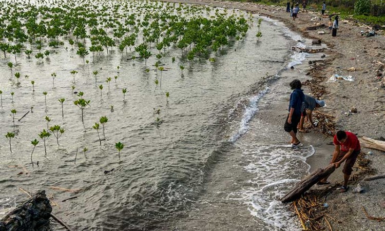 Komunitas Mangrover\'s Palu Pindahkan Sampah Yang Memenuhi Tanaman Mangrove di Pantai Dupa