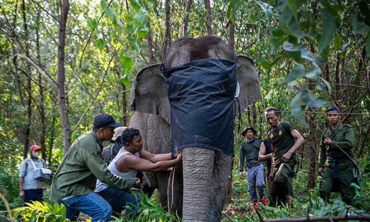 BKSDA Sumatra Selatan Pasangkan Kalung GPS Pada Dua Ekor Gajah Liar