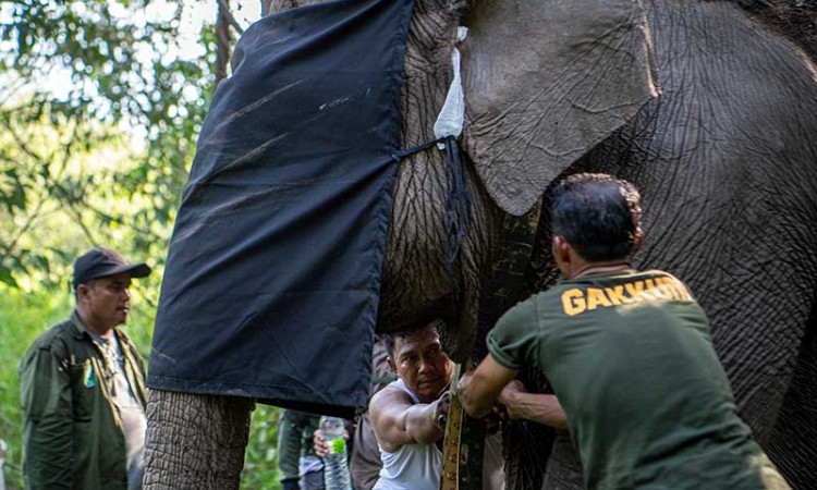 BKSDA Sumatra Selatan Pasangkan Kalung GPS Pada Dua Ekor Gajah Liar