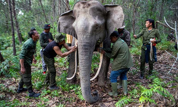 BKSDA Sumatra Selatan Pasangkan Kalung GPS Pada Dua Ekor Gajah Liar