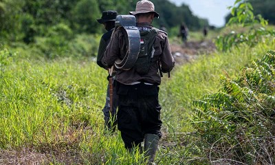 BKSDA Sumatra Selatan Pasangkan Kalung GPS Pada Dua Ekor Gajah Liar